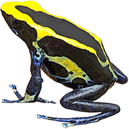 Natasha Dart Frog